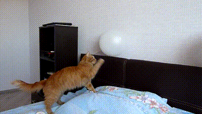 gif de gato asustandose por explotar un globo